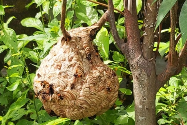 Chơi với ong vò vẽ, thu hàng chục triệu đồng - 10 Chơi với ong vò vẽ, thu hàng chục triệu đồng - 10