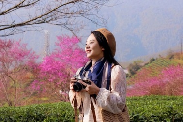 Mùa hoa mai anh đào cuối cùng ở Sa Pa: Khách mua chè ủng hộ để vào chụp ảnh