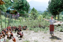 Triệu phú "gà bay" dưới chân núi ở biên giới Việt - Lào