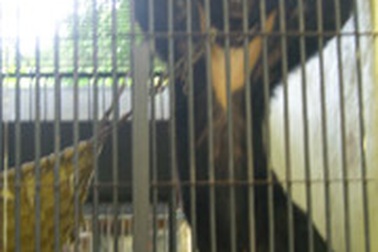 Ăn tay gấu mong thành “chiến binh dũng mãnh”: Cơn ác mộng…hùng chưởng