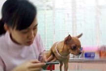 Bỏ tiền triệu spa, make up cho chó mèo