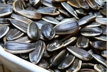Hạt hướng dương chứa chất gây teo não