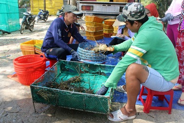 Cảnh báo nguy cơ tái đại dịch tôm hùm ở Phú Yên