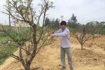 Kiếm tiền triệu bằng nghề giữ "lộc" sau Tết