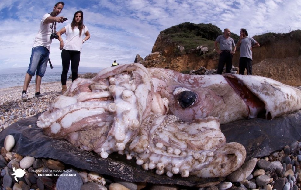 A look at the strange creatures that once washed up on the beach - 1