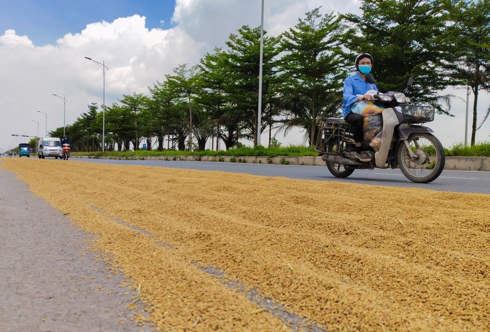 Hà Nội: Đến hẹn lại tới mùa... nông dân dựng lán, chiếm đường phơi thóc - 2 Hà Nội: Đến hẹn lại tới mùa... nông dân dựng lán, chiếm đường phơi thóc - 2