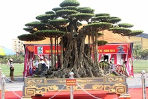 Trải thảm đỏ đón cây dát vàng 10 tỷ đồng xôn xao khắp chốn