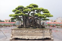 Chi tới 460 tỷ đồng, khách Nhật vẫn "chịu chết" không mua nổi "siêu cây"