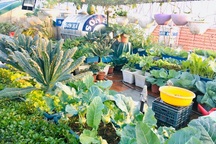 Mê mẩn khu vườn sân thượng 40m2 cây trái trĩu trịt, xanh tốt quanh năm