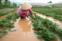 Nhiều khu dân cư và vườn tược ở Đà Lạt ngập sâu cả mét