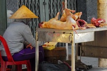 Chó xà mâu, chó trúng bả thành thịt ngon!