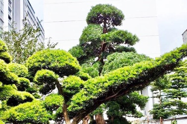 Vườn tùng Nhật hàng trăm tỷ đồng của đại gia giữa khu nhà giàu Sài Gòn