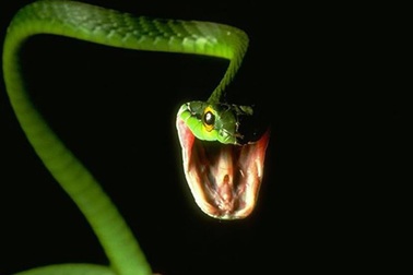 Nguồn gốc thờ thần Rắn của người Việt