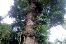 Lào Cai đầu tư tiền tỷ bảo vệ rừng gỗ nghiến 1.000 năm tuổi