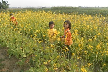 Mẹ và vườn cải