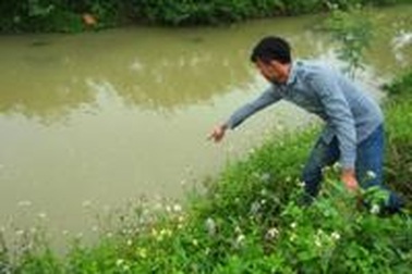 Nhiều vùng quê không dám ăn cua vì tin đồn cua lạ