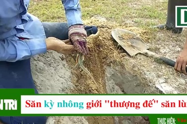 Xem người dân xới tung đất săn "thực phẩm tình yêu"