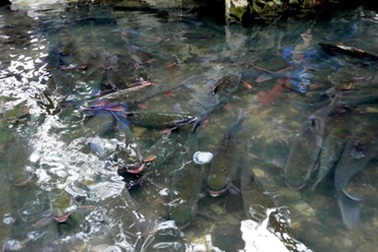 Thực hư chuyện làm thịt “cá thần” ở Hà Nội