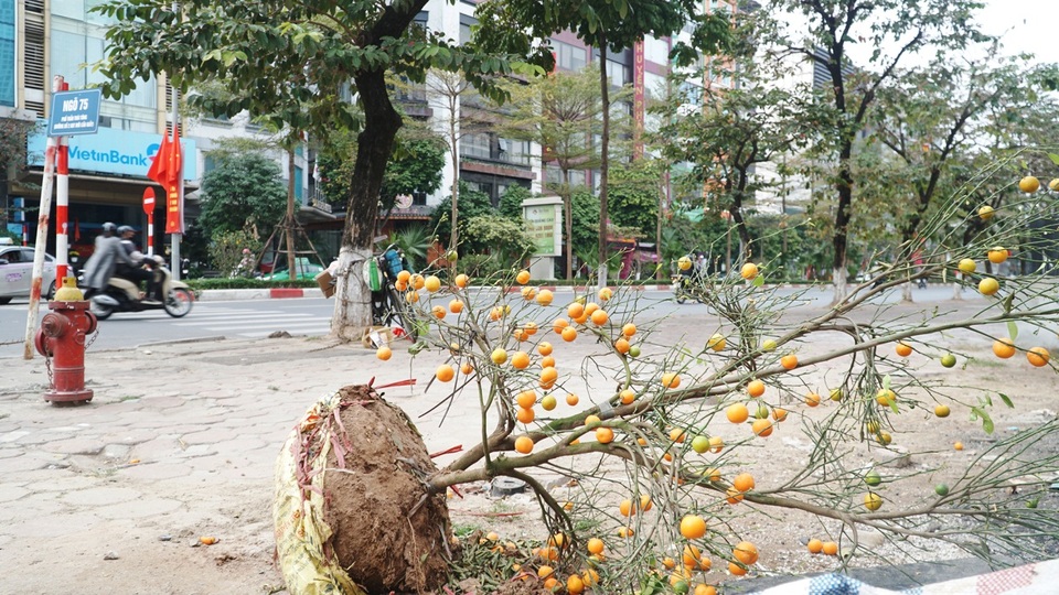 Đào Tết, quất cảnh phơi mình héo úa sau dịp Tết - 7 Đào Tết, quất cảnh phơi mình héo úa sau dịp Tết - 7