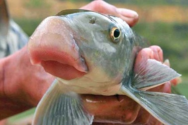 Đại gia Việt bỏ tiền ăn môi cá "tiến vua"... cầu may