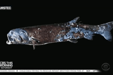 Loài cá săn mồi miệng đầy răng, cân nặng ngang với một đứa trẻ