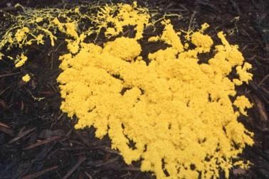 Dạng sống phức tạp nhất thế giới có đến… 720 giới tính