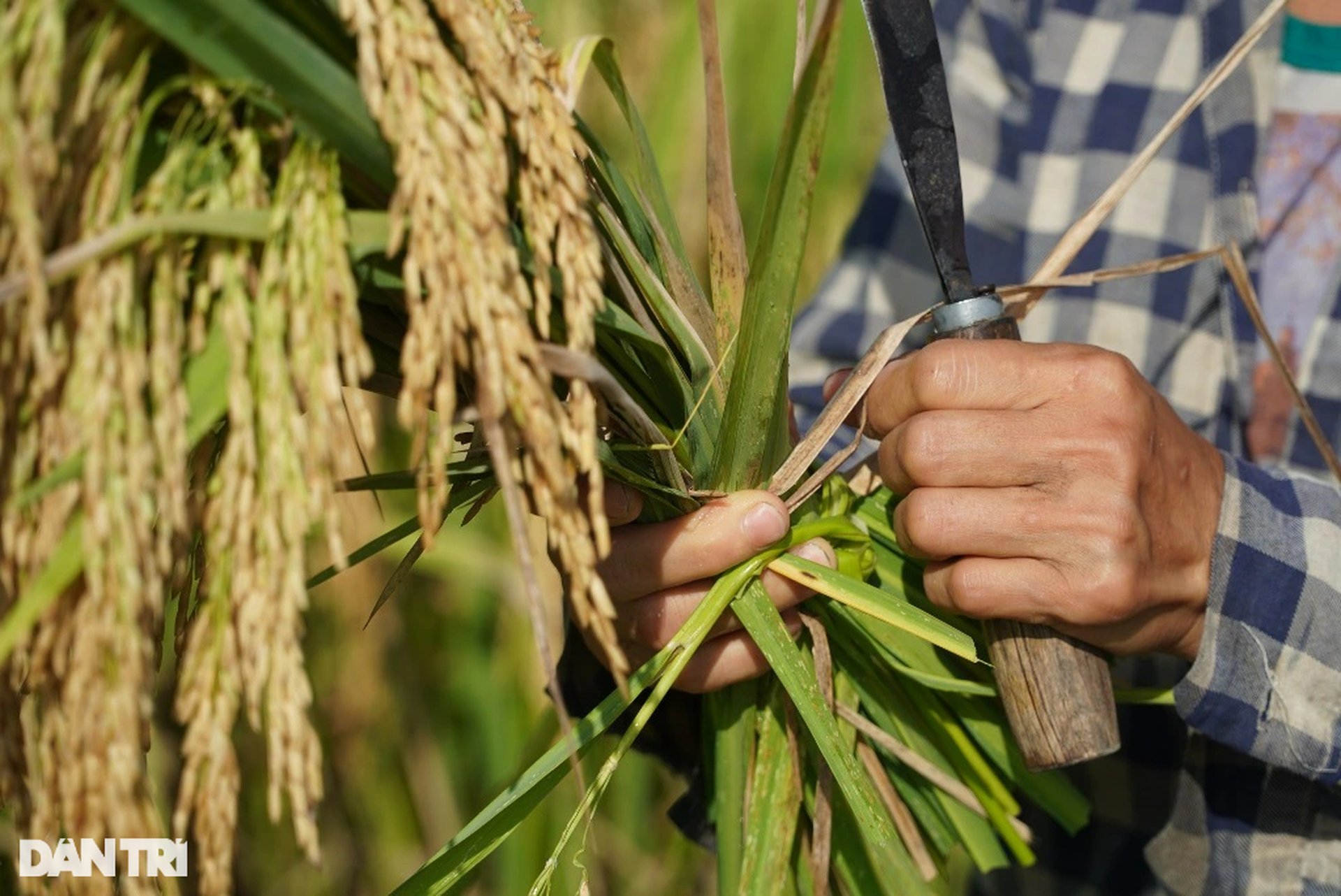 Người vùng cao băng rừng, vượt suối gùi mùa vàng về bản - 7
