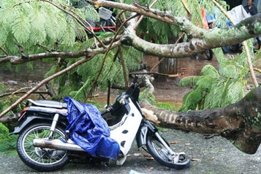 Cây phượng bật gốc quật ngã 2 người đi xe máy