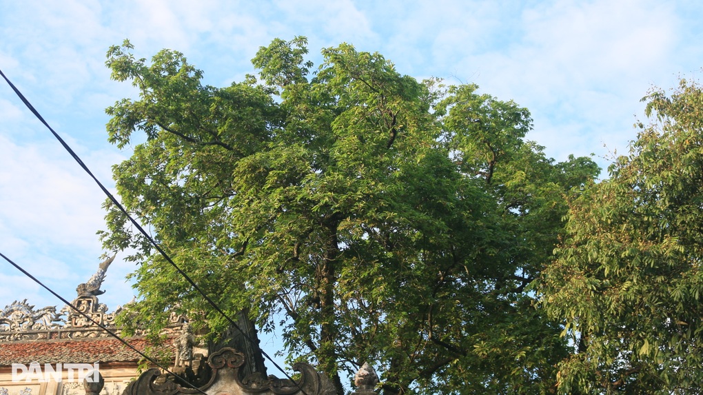 Cận cảnh cây thị 992 năm tuổi có gốc xù xì, chứa được cả người trong thân - 9 Cận cảnh cây thị 992 năm tuổi có gốc xù xì, chứa được cả người trong thân - 9