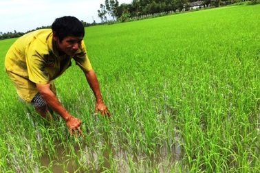 Sản xuất lúa sạch, cơ hội giúp nông dân làm giàu