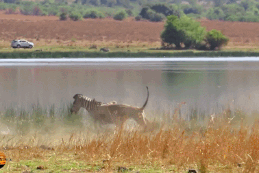 Cận cảnh pha săn mồi “siêu hạng” của sư tử để hạ gục ngựa vằn