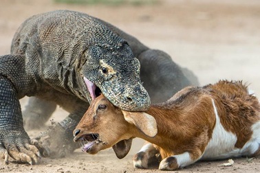 Hành trình làm mẹ đặc biệt và tàn khốc của rồng Komodo