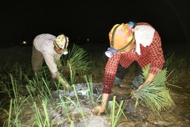 Nửa đêm ra đồng... cấy lúa
