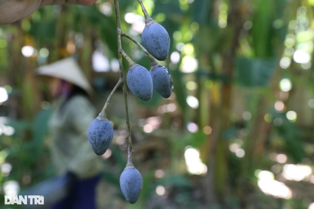 Thương lái tranh mua thứ quả gợi nhớ hương vị những ngày nghèo khó - 3 Thương lái tranh mua thứ quả gợi nhớ hương vị những ngày nghèo khó - 3