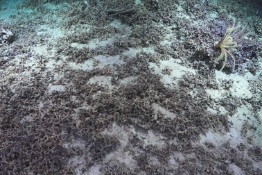 Phát hiện vườn và nghĩa địa san hô ở hẻm vực bí mật ngoài khơi Australia