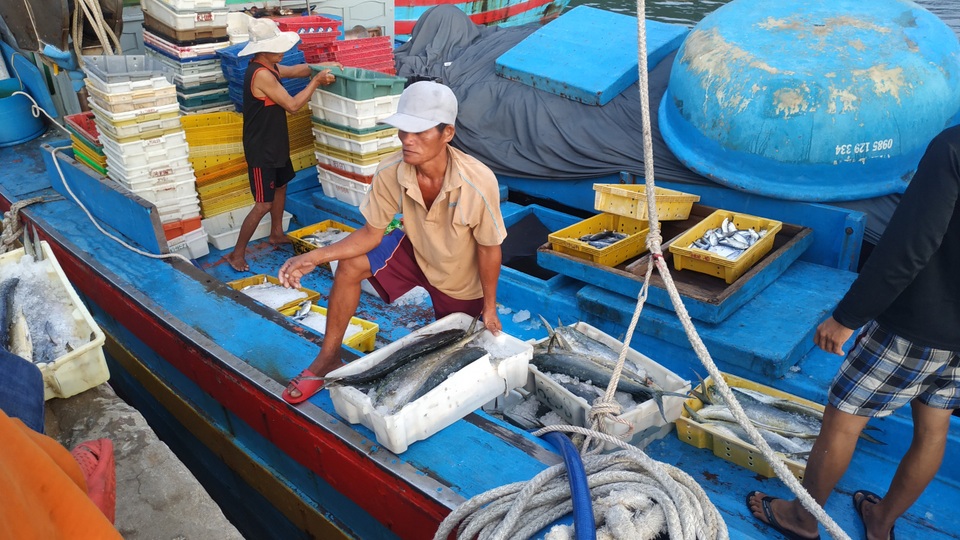 Chạy bão ngư dân vẫn trúng mẻ cá dũa thu hàng chục triệu đồng - 5 Chạy bão ngư dân vẫn trúng mẻ cá dũa thu hàng chục triệu đồng - 5