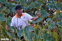 Ngâm mình trong bùn hái đài sen, thu hàng chục triệu đồng