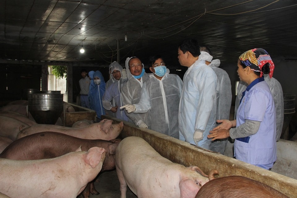 Bán 1 con lợn thu nửa cây vàng, nông dân kể chuyện chưa từng có - 1 Bán 1 con lợn thu nửa cây vàng, nông dân kể chuyện chưa từng có - 1