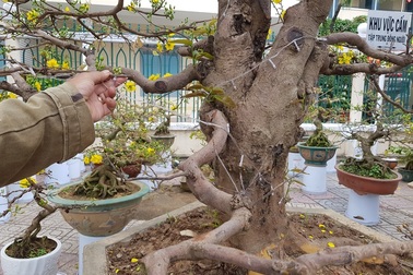 Cụ mai “khủng” hàng chục tuổi, đắt nhất Nha Trang giá 100 triệu đồng