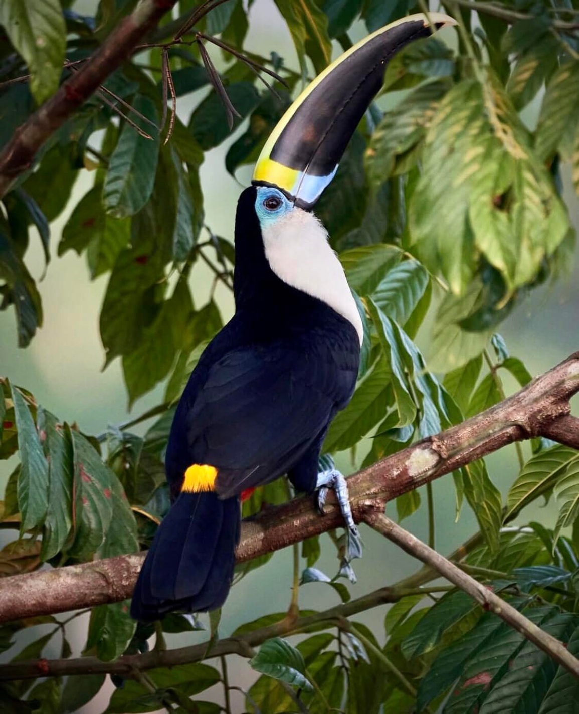 Vẻ đẹp của loài chim Toucan - 3