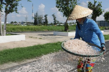 Ngư dân Bạc Liêu trúng mùa ruốc biển