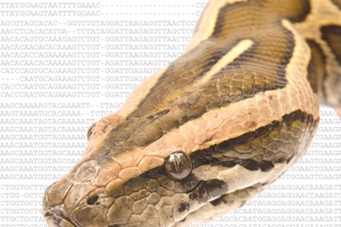 Rắn đã từng có tứ chi cho đến khi đột biến xảy ra