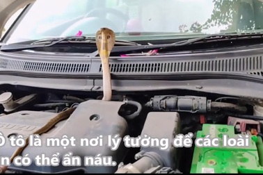 Phát hiện hổ mang cực độc lẩn trốn trong khoang máy xe taxi