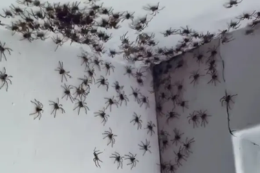 Nhện bỗng đâu bò kín tường nhà trong phòng em bé