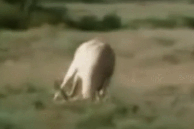 Cận cảnh linh dương húc tung báo săn châu Phi để thoát thân