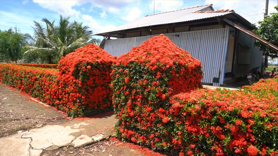 Chiêm ngưỡng ngôi nhà quê với hàng rào độc khiến thị dân chỉ biết mơ ước - 2 Chiêm ngưỡng ngôi nhà quê với hàng rào độc khiến thị dân chỉ biết mơ ước - 2
