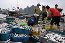 Vì sao chưa thể khẳng định hải sản miền Trung an toàn?