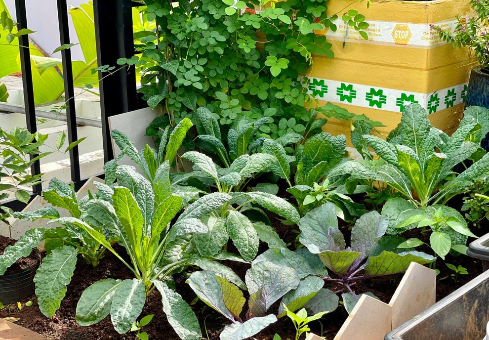 Ngắm vườn như rừng bách thảo trên sân thượng của nữ gia chủ ở Sài Gòn - 10