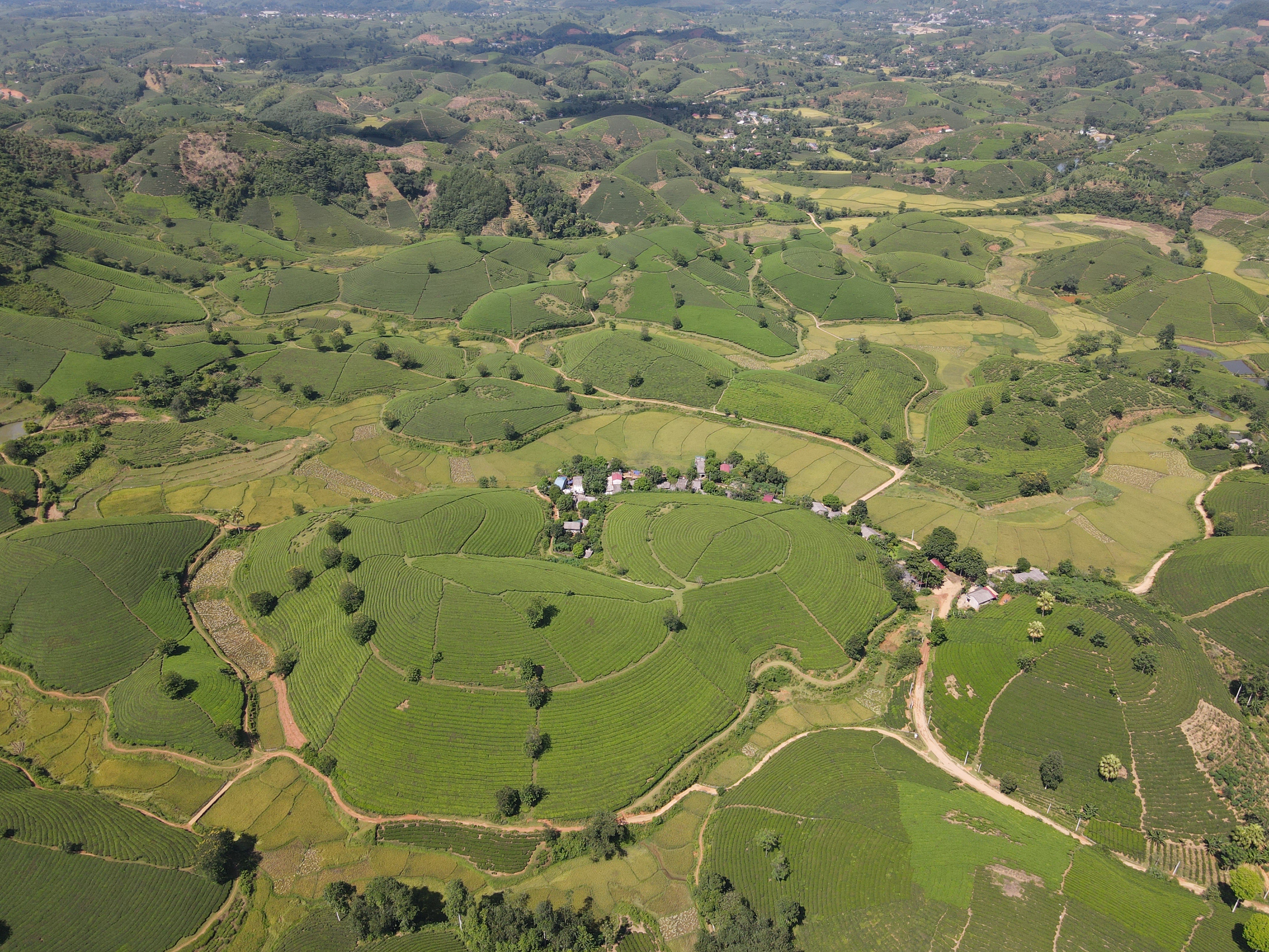 Choáng ngợp vẻ đẹp của đồi chè hình bát úp độc nhất Việt Nam - 11