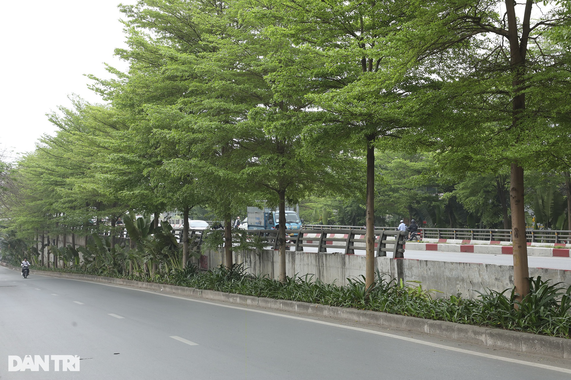 Cây bàng lá nhỏ đâm chồi non xanh mướt khắp Hà Nội - 14 Cây bàng lá nhỏ đâm chồi non xanh mướt khắp Hà Nội - 14